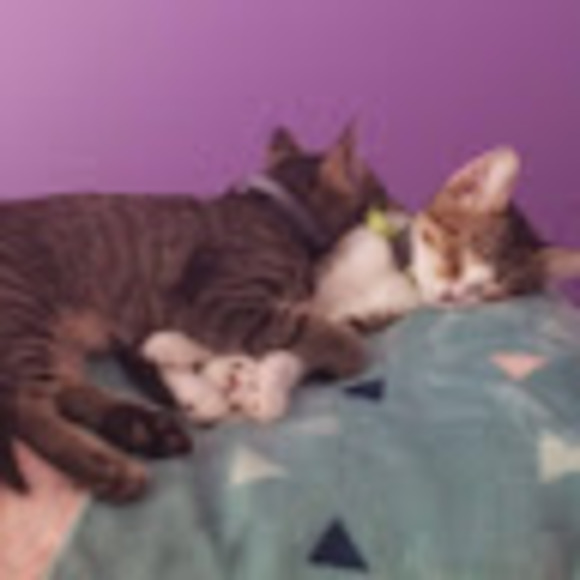 Meet your Posher, Leti - Picture 1 of 1